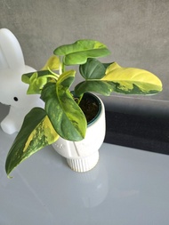 斑葉白錦小提琴蔓綠絨 植物 盆栽