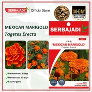 Serbajadi Flower Seed Hybrid Garden Mexican Marigold Tagetes Erecta FS017 - 1g