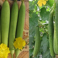 Luffa seeds 20 seeds