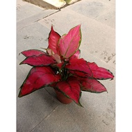 Sindo - Aglaonema Red King Live Plant NFPCXHN5CU