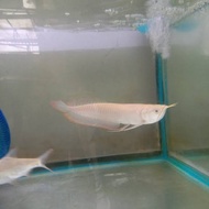 ikan arwana silver brazil