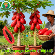 10 Pcs Bonsai Papaya Seeds for Planting Vegetable Plants Sweet Red Lady Dwarf Papaya Seeds Red Papay