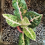 Promo bibit bonggol Aglaonema Rossa Aglonema Rosa