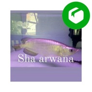 Ready Stock ikan arwana jardini short body red pearl