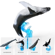 全場免運！[現貨]萬代轉蛋 生物大圖鑒 海洋生物5鯨魚 藍鯨抹香鯨座頭鯨虎鯨