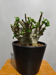 哥斯拉沙漠玫瑰