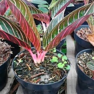 tanaman hias aglonema red sumatra -pohon aglonema red sumatra