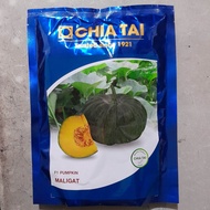 MALIGAT F1 (250 GRAMS) HYBRID PUMPKIN / KALABASA SEEDS by CHIA TAI