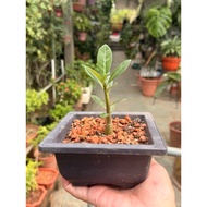 Desert Rose: Bonsai Plant Fu Gui Hua 富贵花