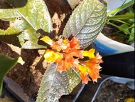 喜蔭花