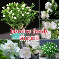 🌺บานเพื่อคุณเท่านั้น🌺50pcs ต้นมะลิ White Jasmine Seeds Bonsai Tree Flower Seeds ด้วยใบไม้หลากสีที่สวยงาม ของแต่งบ้านสวน เมล็ดบอนสี ต้นไม้มงคล บอนสี เมล็ดดอกไม้ Plants ต้นไม้ประดับ