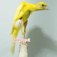 kenari import giboso jantan mewah super gacor dorr