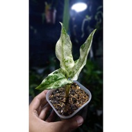 Sindo - Aglaonema Commutatum Variegated Live Plant WMRFY47JR6