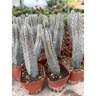 Euphorbia 亚狄麒麟 cactus