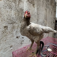 TERBARU AYAM PAKHOY BETINA INDUKAN GOOD QUALITY