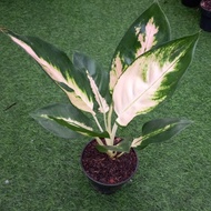 Spesial Tanaman Hias Aglaonema Aglonema Kochin Escada Realpict