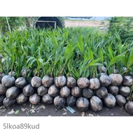 🎏❞🧐benih anak pokok kelapa tacunan original (GRED A)