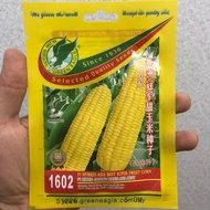 Benih Jagung Manis/Sweet Corn Asia Best Hibrid F1 Green Eagle 1602 (5gm)