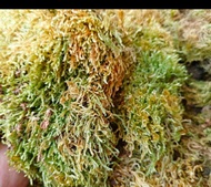Dried Moss (SPHAGNUM MOSS) Good For Plants
