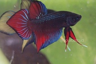 1 pair of wild betta red sokenden spade tail consist of 1 male +1 female ready breed.. 1 pair for rm