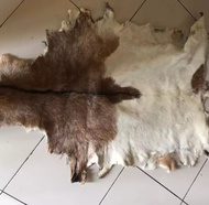 KULIT KAMBING KERING LEMBARAN | BAHAN REBANA | HADROH KULIT BEDUG