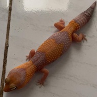 AFT Gecko African Fat Tailed Amel