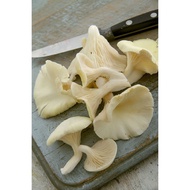 || VEGETABLES || FRESH OYSTER MUSHROOM / Per Packet