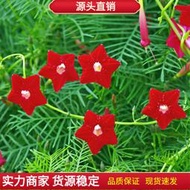 【GA】四季開花爬藤攀援花卉植物羽葉蔦蘿松五角星花種子 種籽錦屏封繞龍花lzh