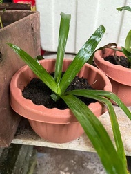 POKOK RUMPUT SITI KHADIJAH DALAM PASU