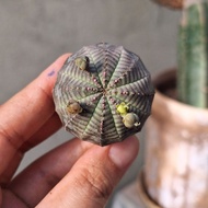 Plant (Euphorbia Obesa 布纹球)