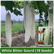 High Yield White Bitter Gourd Seeds (18 Seed) Long Balsam Pear Seed Ampalaya Seeds for Planting Vege