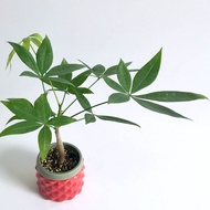 Money Tree 1 Stem/Lucky Plant with FREE red plastic pot, pebbles and garden soil. Plant for sale