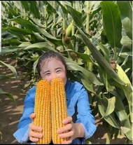 Benih Jagung Jepang Raksasa 3kg