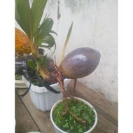 Ready BONsai kelapa unik
