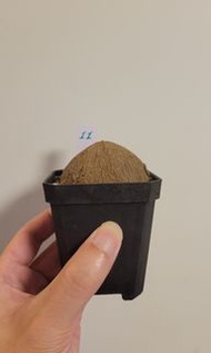 泰國圓葉山烏龜