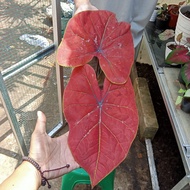 tanaman hias keladi caladium Thailand super big