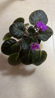 Noid 非洲紫羅蘭