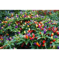 20pcs Benih Cabai Paprika Bolivian Pelangi Multi Warna RNjB
