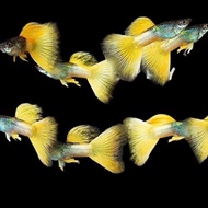 ikan hias guppy yellow pingu
