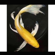 koi ogon metalik slayer kuning putih ikan kolam aquarium size 30cm