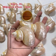 Pearl shell size L - XL mouth (2.5cm ~ 3cm) used to replace shells for snails
