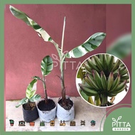 Varigated Banana Tree/Pokok Pisang(Limited Premium)Live Plant