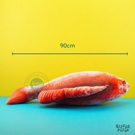 aayee!! Bantal Bentuk Ikan Kakap Merah Jumbo size XL