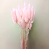 lagurus pink pastel/ bunny tails pink pastel