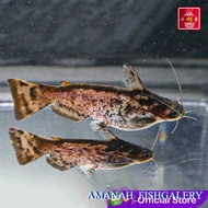 Colombia Catfish Driftwood Catfish Ikan Lele Kolombia