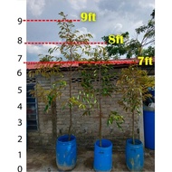 Anak Pokok Durian Musang King/IOI/Duri Hitam 7 - 9 kaki