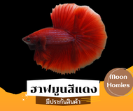 ปลากัดฮาฟมูน สีแดง ปลากัดสวยงามหางยาว สีแดง  มีประกันสินค้า