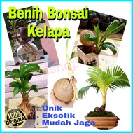 [READY STOCK] BENIH BONSAI KELAPA  – FREE SABUT KELAPA READY TREE PLANT HIDROPONIK UNTUK TANAMAN DECORATION MALAYSIA