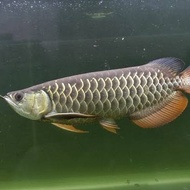 Arwana Golden Red size 23-25cm