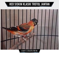 Burung Red Siskin Klasik Trotol Jantan